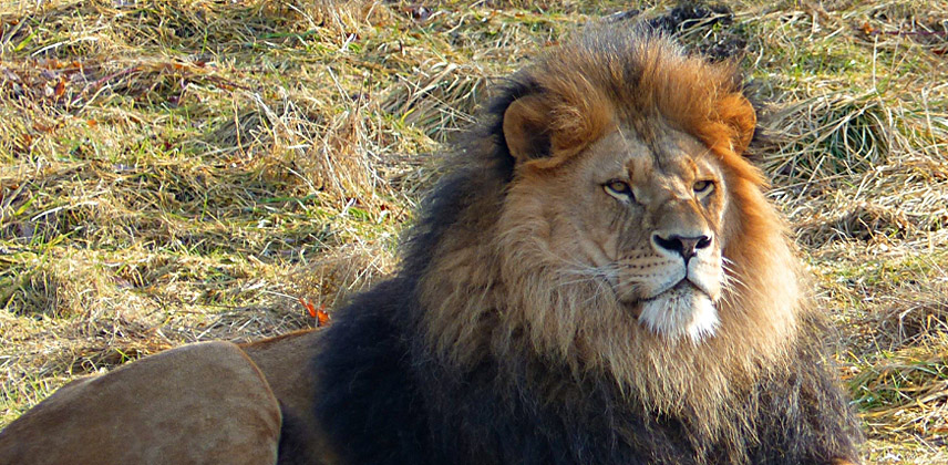Löwe . Grüner Zoo Wuppertal - WSW Zooführung Herbst