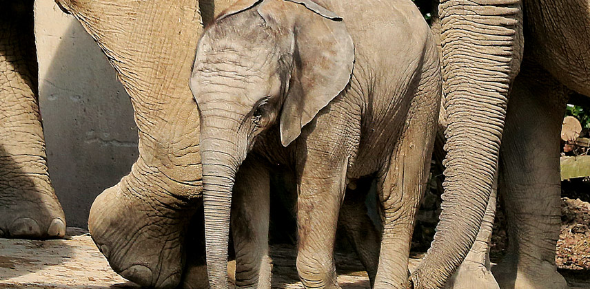 Der Grüne Zoo Wuppertal . Elefanten - WSW-Zooführungen Sommer