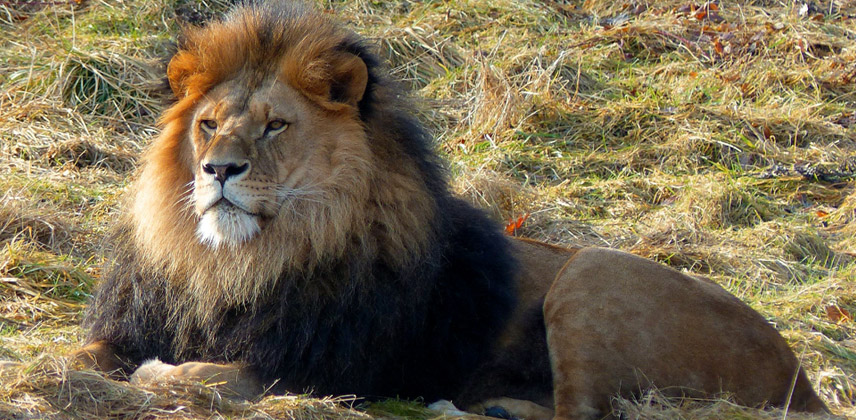 Grüner Zoo Wuppertal
