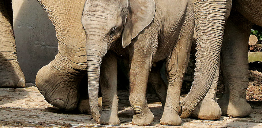 Grüner Zoo Wuppertal (IA)
