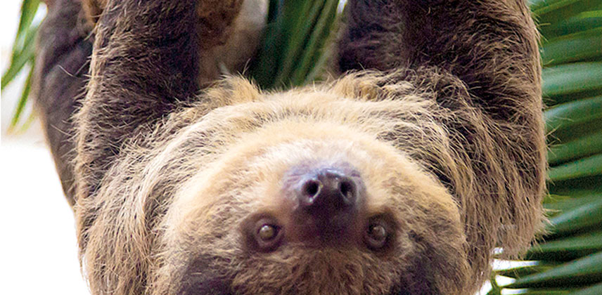 Faultier im Wuppertaler Zoo